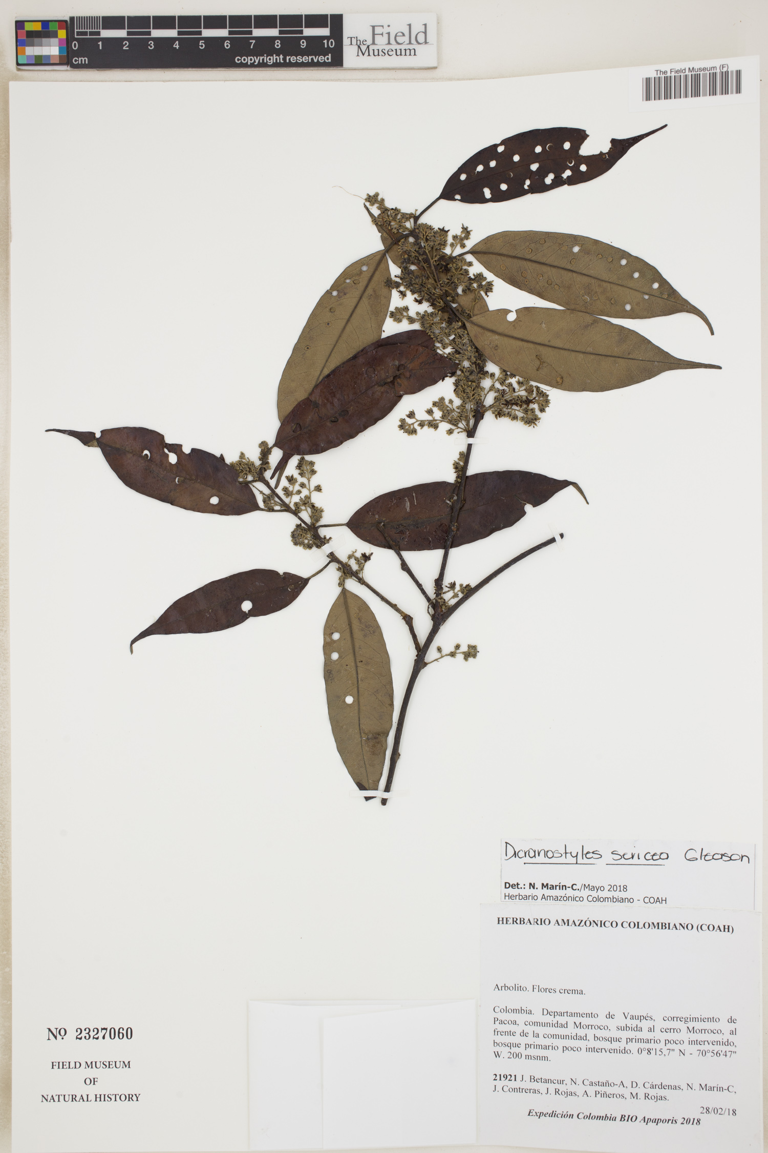 Dicranostyles sp. TVA 2630
