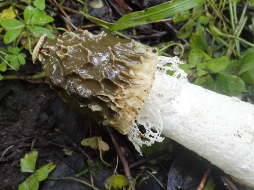 Dictyophora duplicata (Netted stinkhorn) — photo