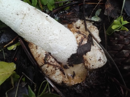 Dictyophora duplicata (Netted stinkhorn) — photo
