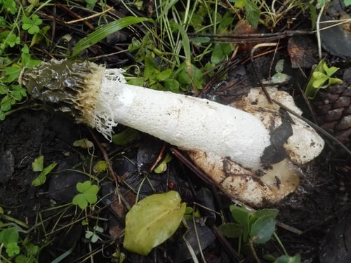 Dictyophora duplicata