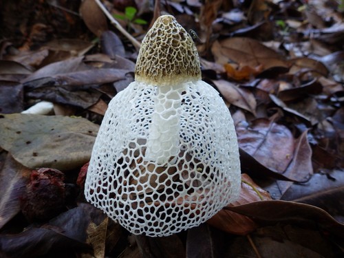 Dictyophora indusiata (Bamboo mushroom) — photo