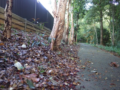 Dictyophora indusiata (Bamboo mushroom) — photo