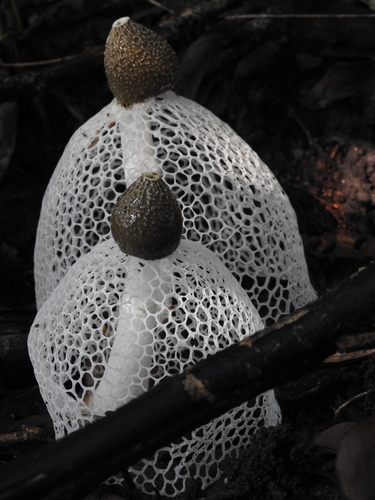 Dictyophora indusiata
