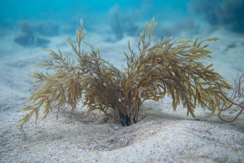 Dictyotaceae