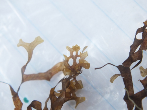 Dictyopteris delicatula — photo