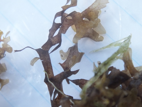 Dictyopteris delicatula — photo