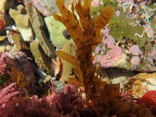 Dictyopteris polypodioides (Netted wingweed) — photo