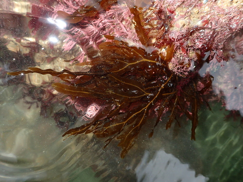Dictyopteris polypodioides (Netted wingweed) — photo
