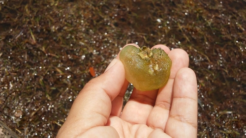 Dictyosphaeria cavernosa (Green bubble algae) — photo