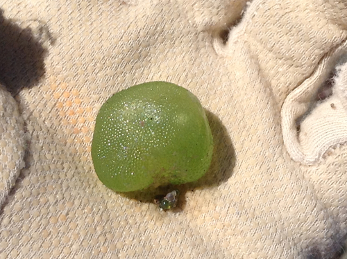 Valoniaceae