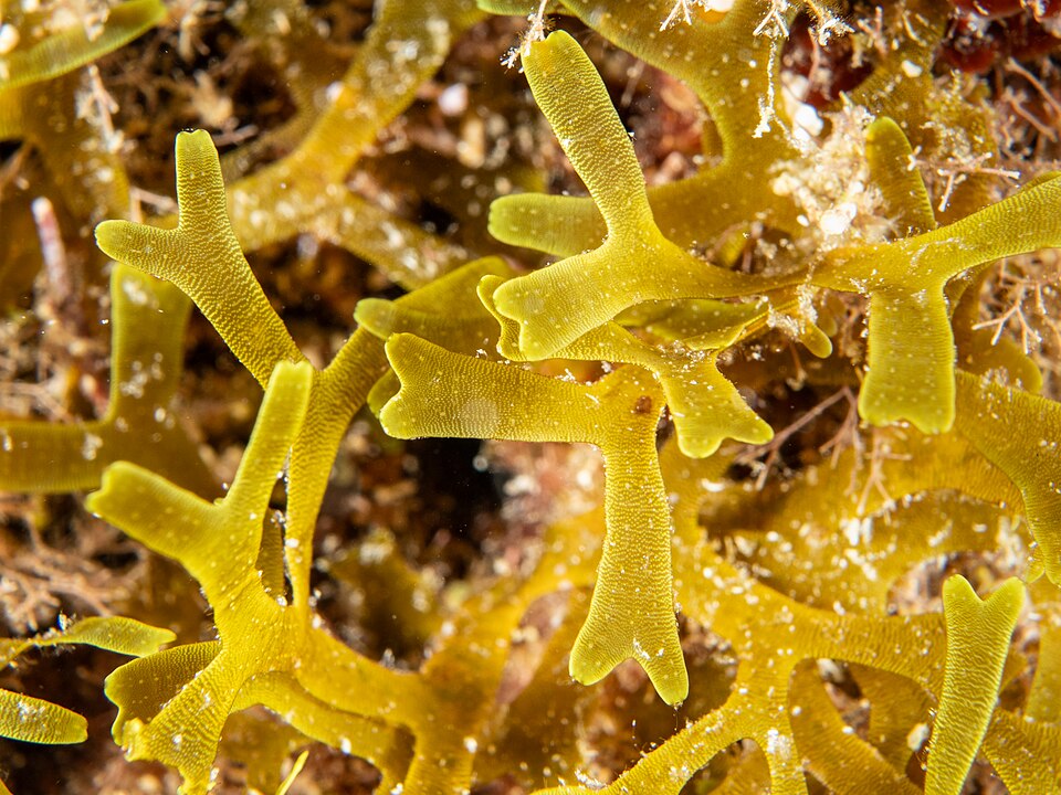 Dictyota sp.