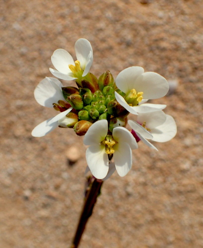 Didesmus aegyptius — photo