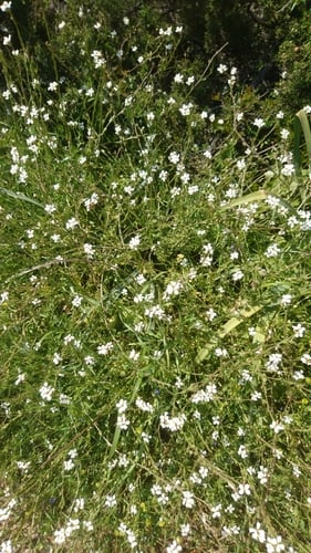 Didesmus aegyptius