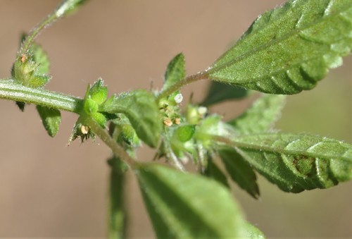 Didymodoxa capensis — photo