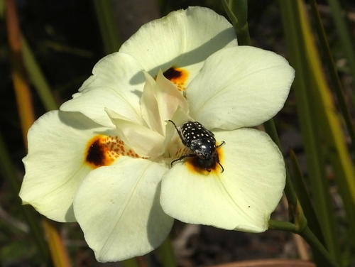 Dietes bicolor (Yellow wild iris) — photo
