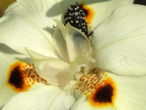 Dietes bicolor (Yellow wild iris) — photo