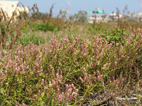 Digera muricata subsp. trinervis — photo