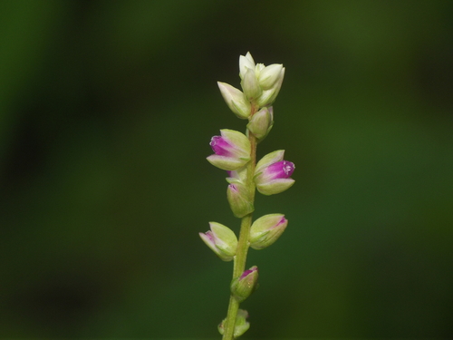Digera muricata var. patentipilosa — photo