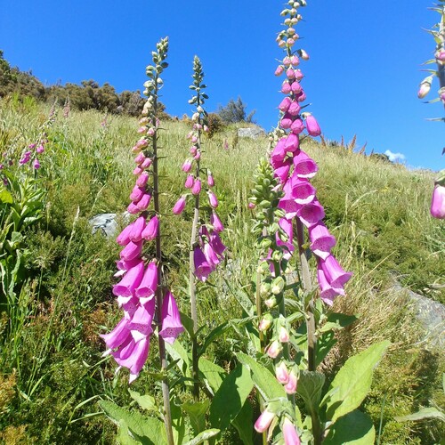 Digitalis purpurea (Common foxglove) — photo