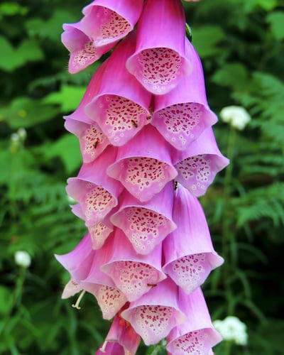 Digitalis purpurea (Common foxglove) — photo