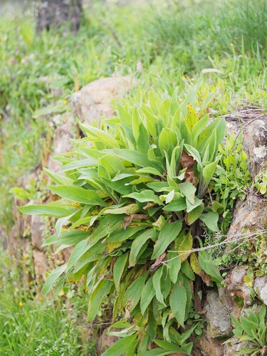 Digitalis thapsi — photo