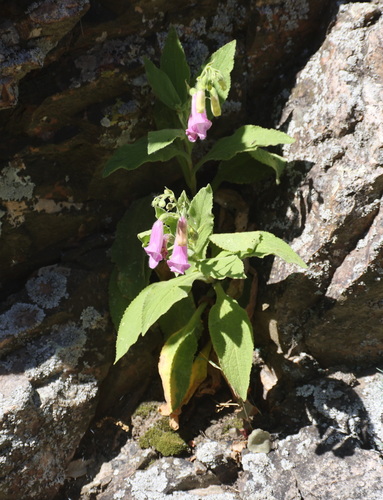 Digitalis thapsi — photo