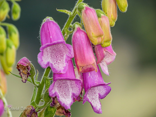 Digitalis thapsi