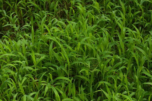 Digitaria abyssinica — photo