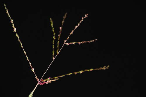 Digitaria abyssinica — photo