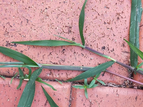 Digitaria ciliaris (Summer grass) — photo