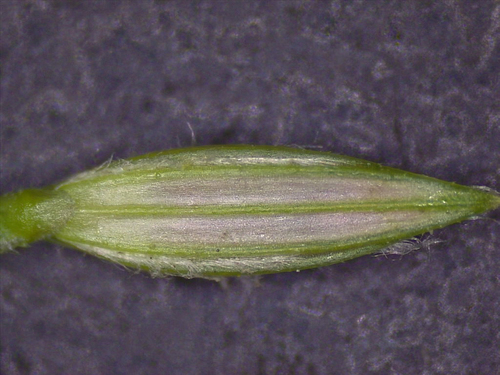 Digitaria ciliaris (Summer grass) — photo