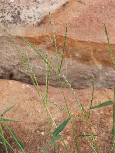 Digitaria ciliaris
