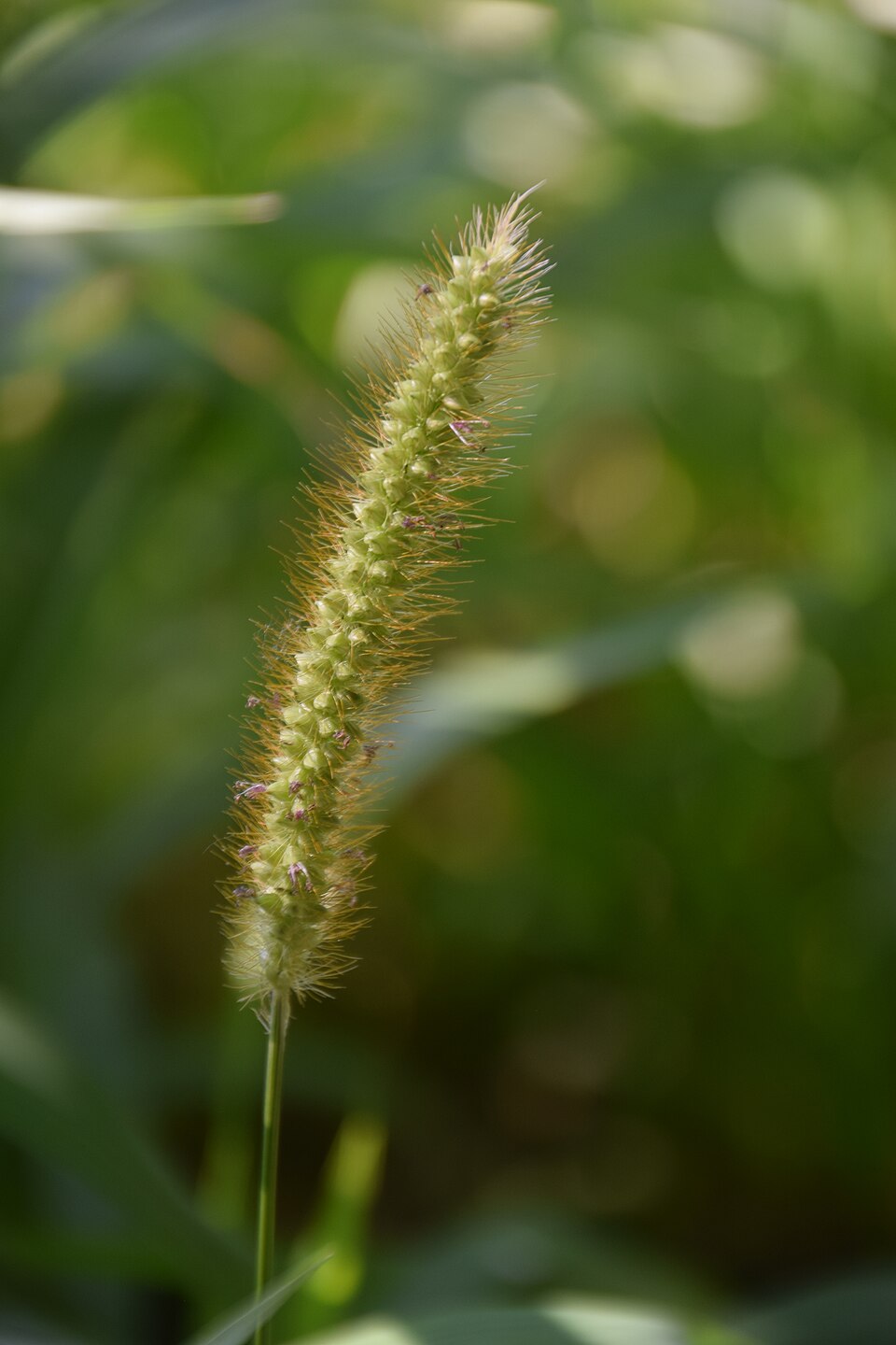 Digitaria compacta — photo