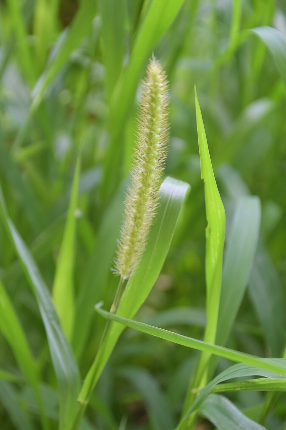 Digitaria compacta