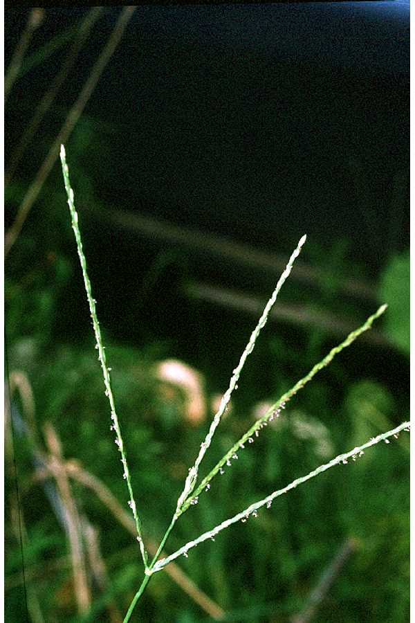 Digitaria debilis (Finger grass) — photo