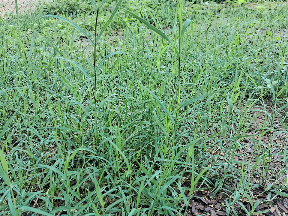 Digitaria debilis (Finger grass) — photo