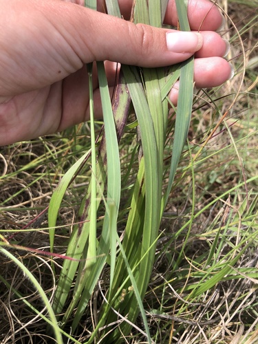 Digitaria diagonalis (Geene sabbere) — photo