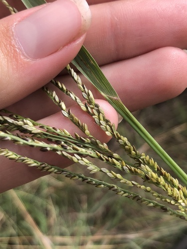 Digitaria diagonalis (Geene sabbere) — photo