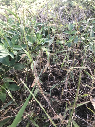 Digitaria horizontalis (Finger grass) — photo