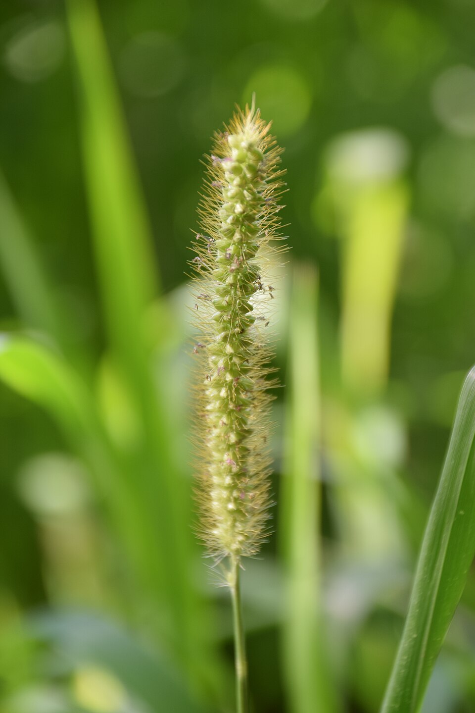 Digitaria iburua