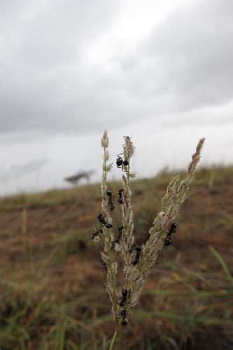 Digitaria milanjiana