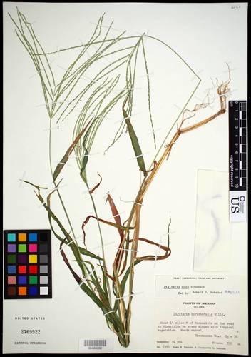 Digitaria nuda (Naked crabgrass) — photo