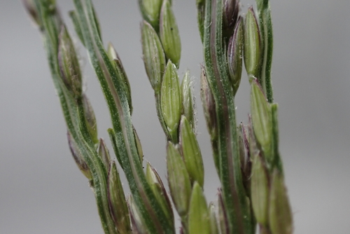 Digitaria nuda