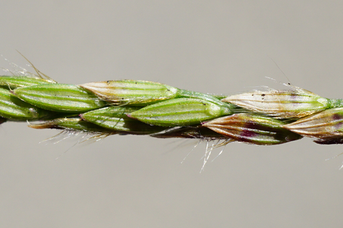 Digitaria sanguinalis (Summer grass) — photo