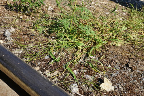 Digitaria sanguinalis (Summer grass) — photo