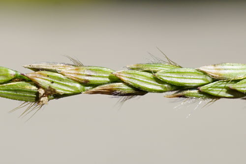 Digitaria sanguinalis
