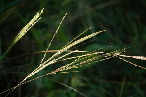 Digitaria velutina (Velvet fingergrass) — photo