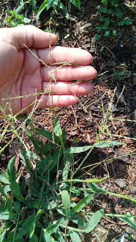 Digitaria velutina (Velvet fingergrass) — photo