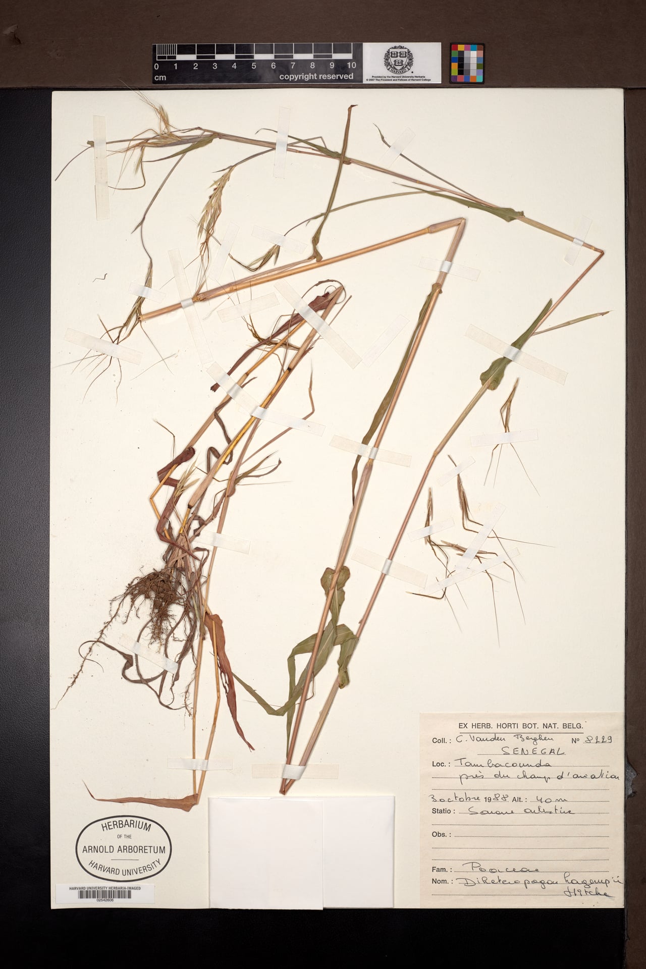 Diheteropogon hagerupii (Kara) — photo