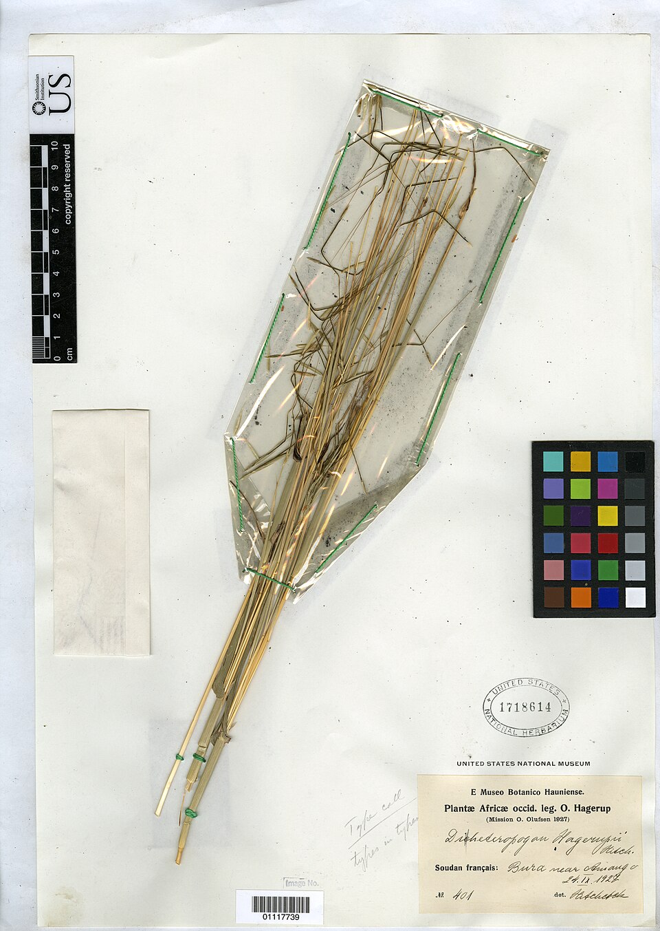 Diheteropogon hagerupii
